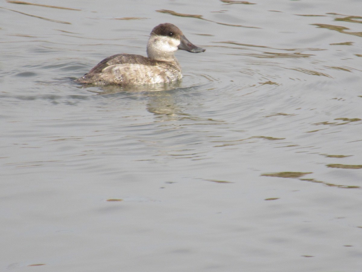 Савка американська - ML647162968