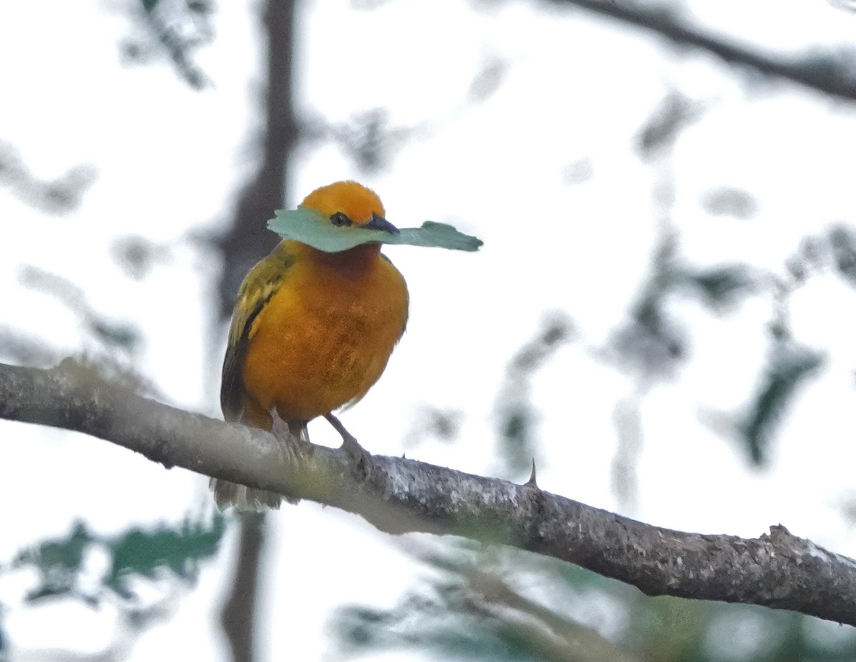 Ткачик королівський - ML647162969