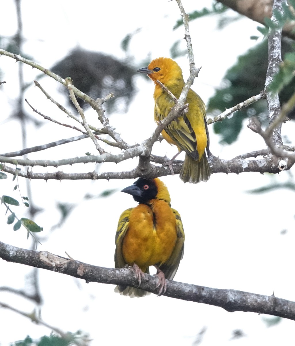 Ткачик королівський - ML647162970