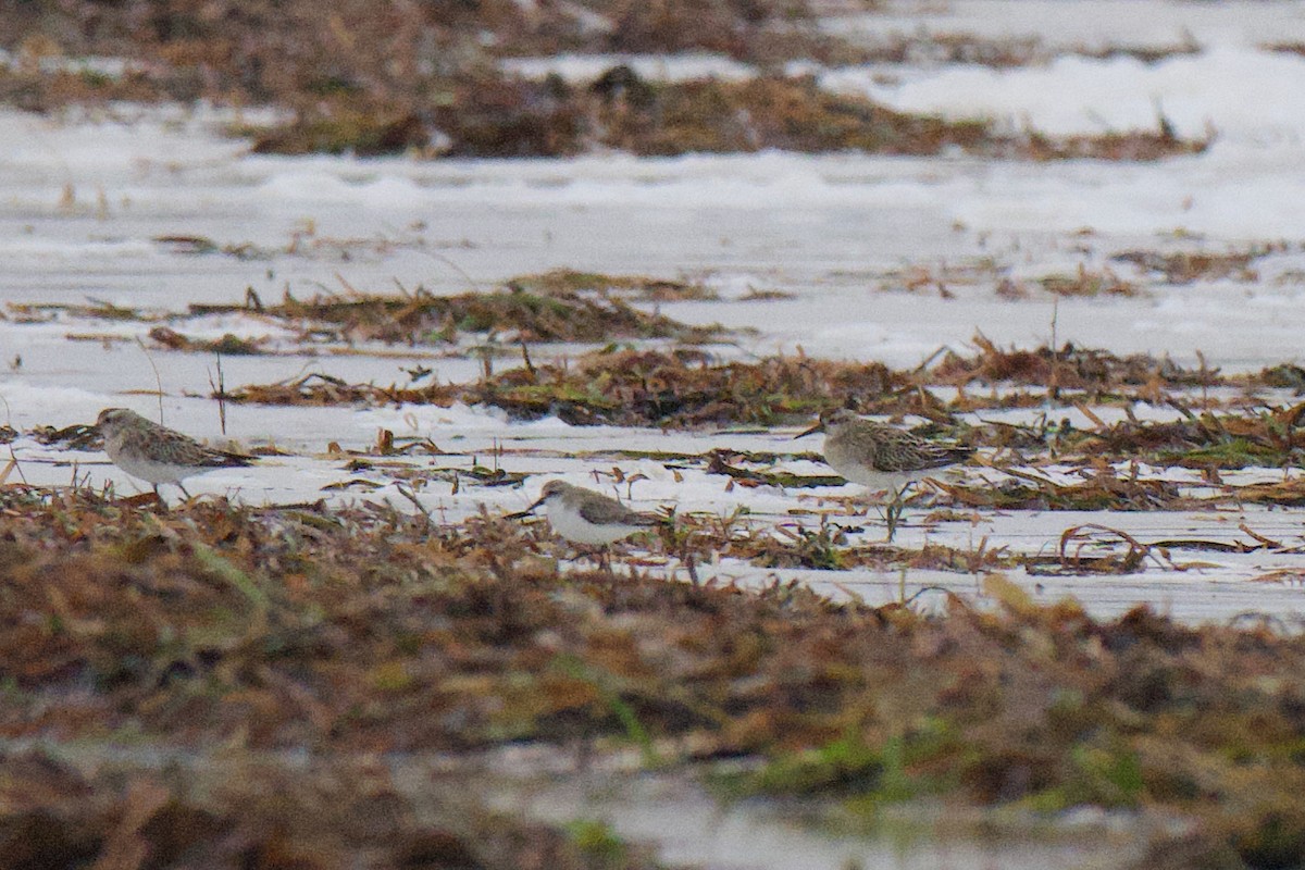 Побережник гострохвостий - ML647162971