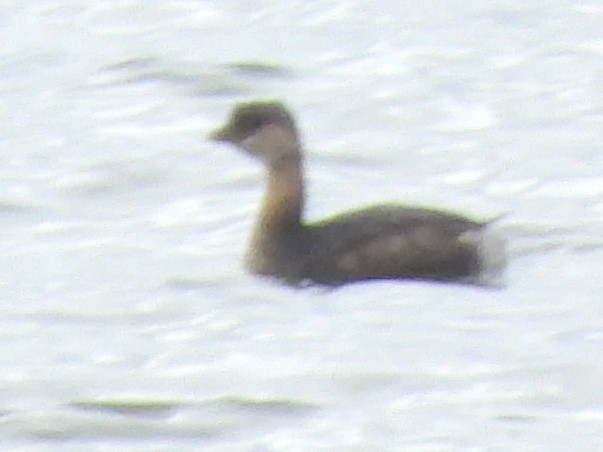 Пірникоза рябодзьоба - ML647162973