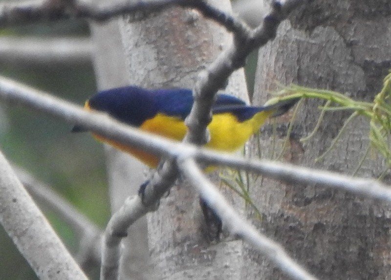 Гутурама фіолетова - ML647162974