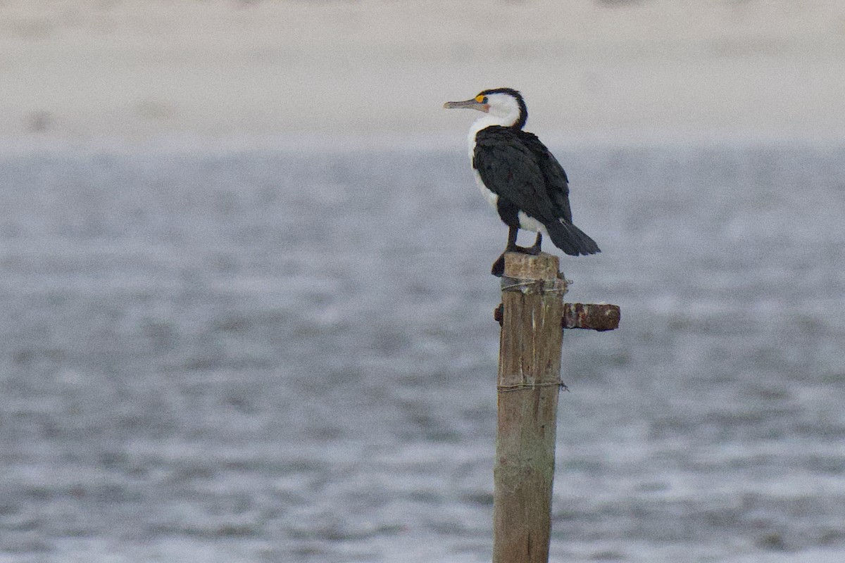 Баклан австралійський - ML647162975