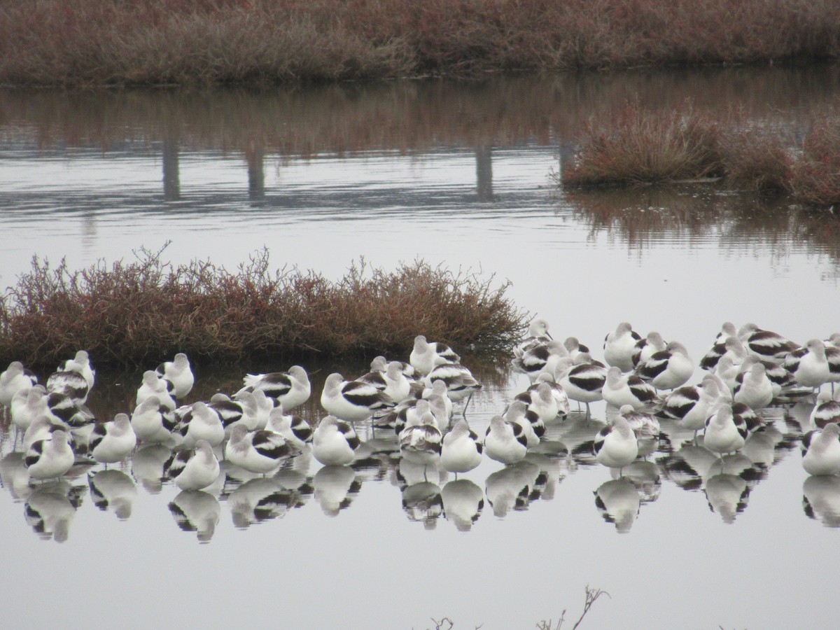 Чоботар американський - ML647162976