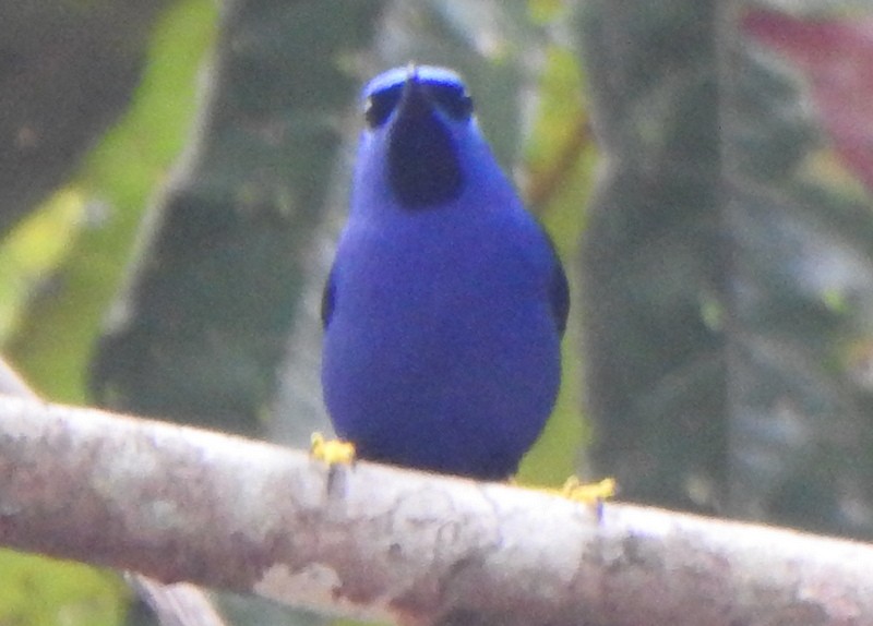 Танагра-медоїд пурпурова - ML647162977