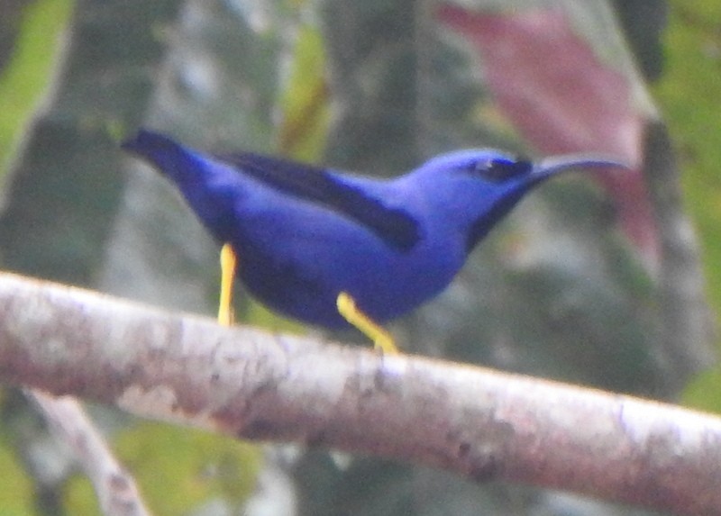 Танагра-медоїд пурпурова - ML647162978