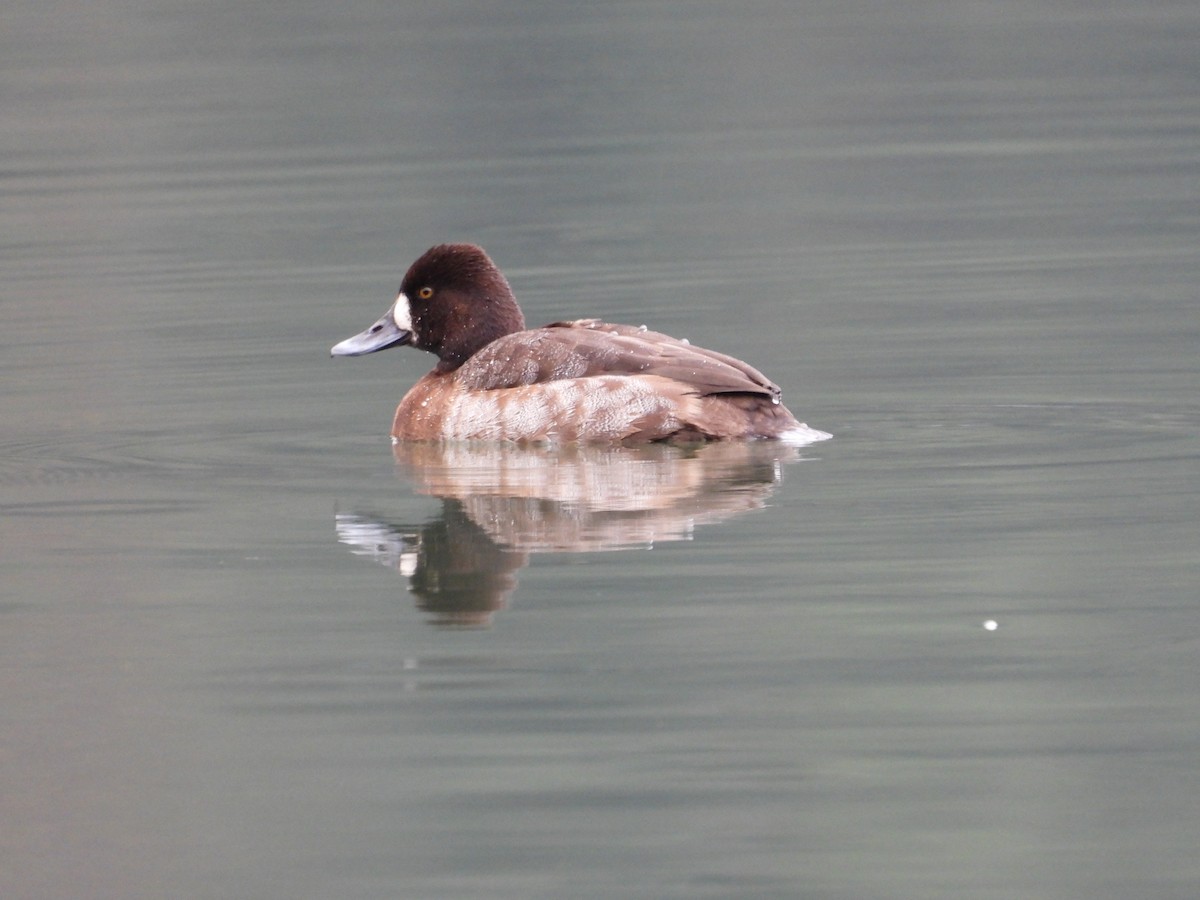 Lesser Scaup - ML647162980