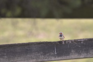 Zebra Finch - ML647162985