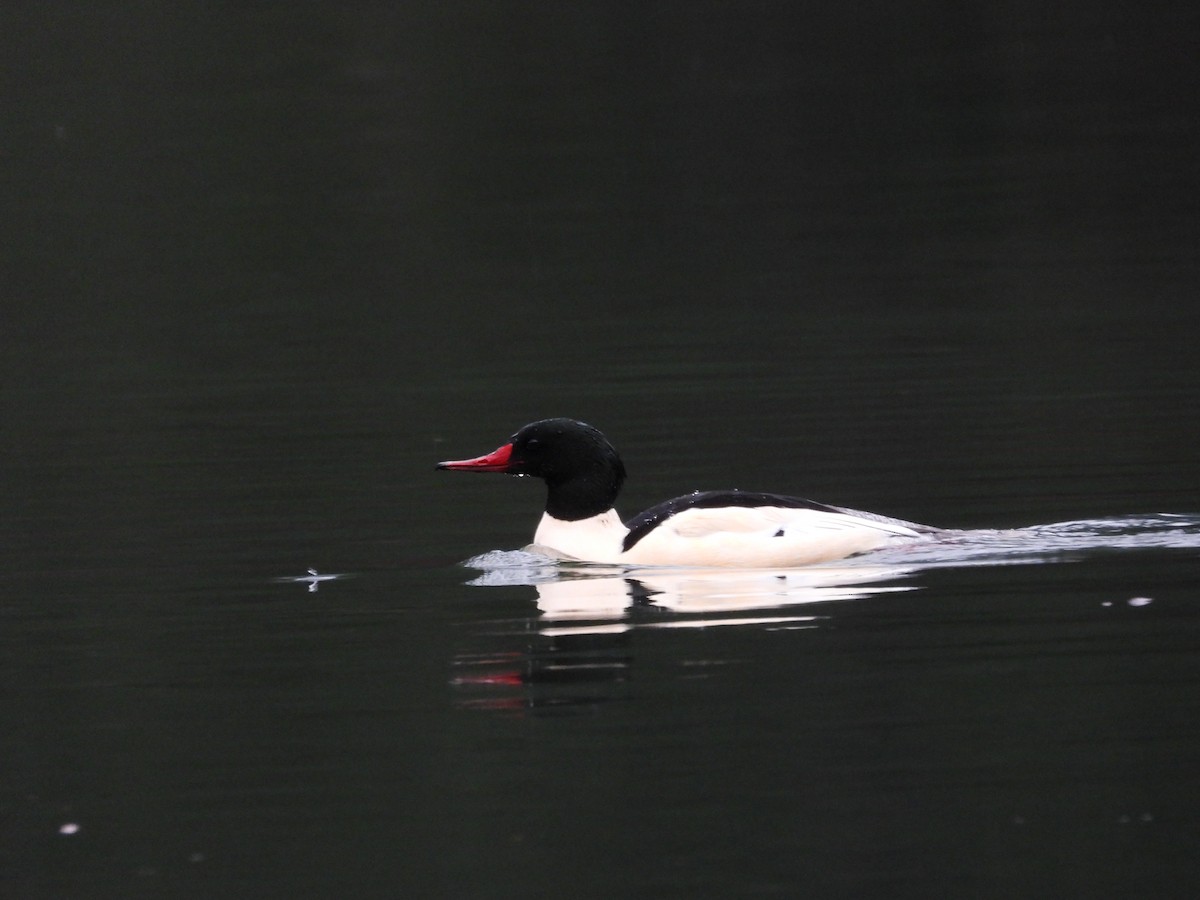 Common Merganser - ML647163009