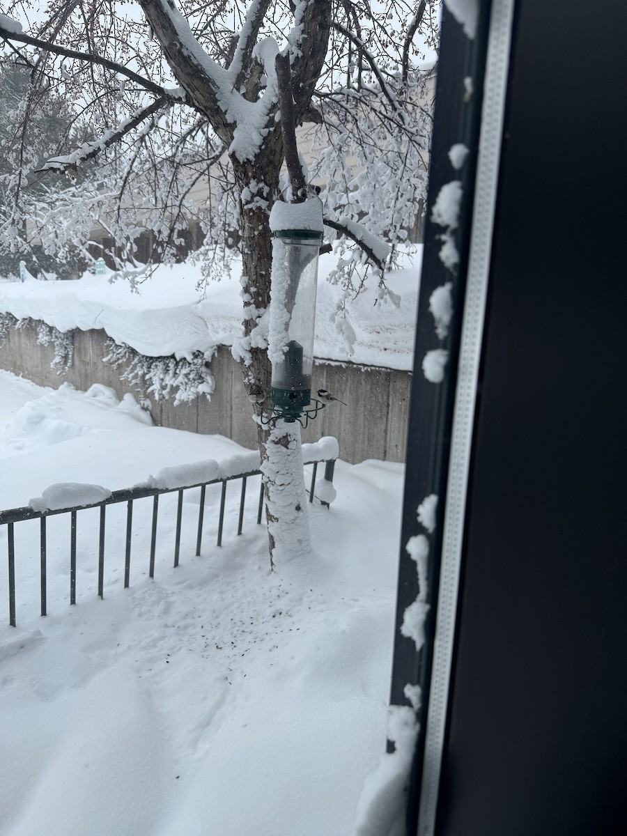 Black-capped Chickadee - ML647163011