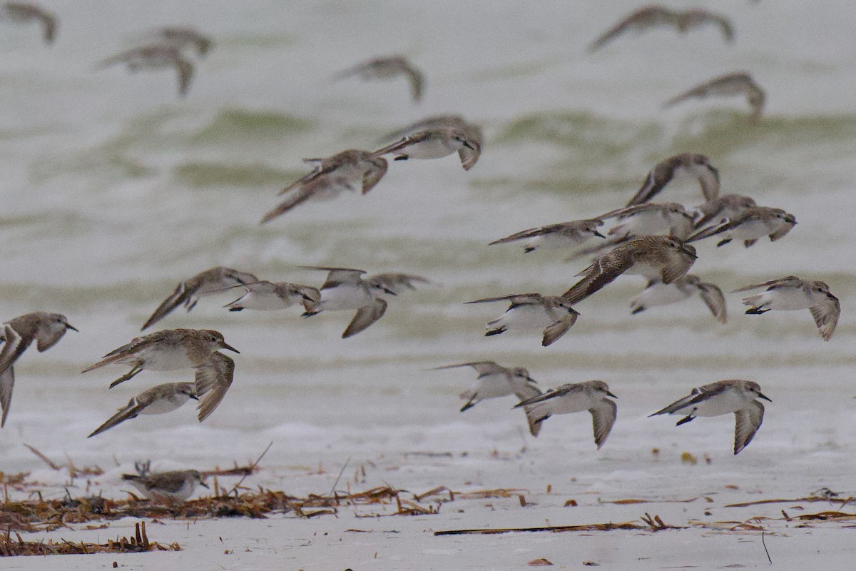 Txirri buztanzorrotza - ML647163015