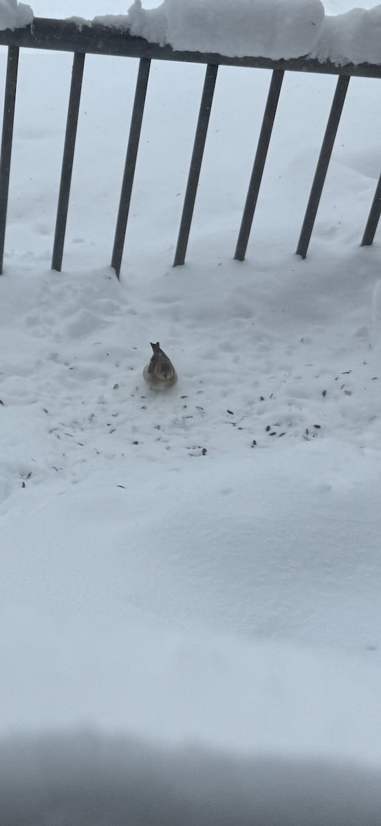 American Goldfinch - ML647163028