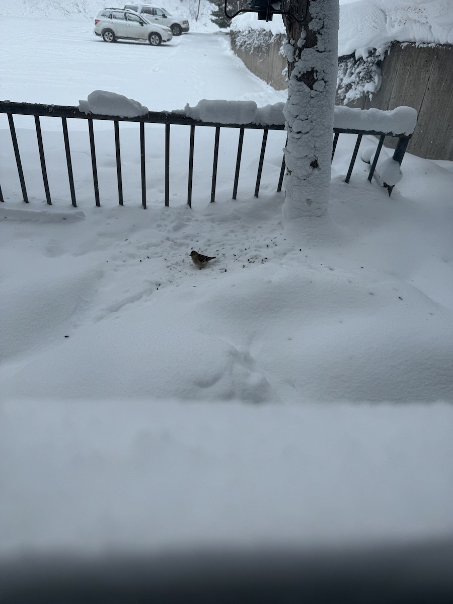 American Goldfinch - ML647163029