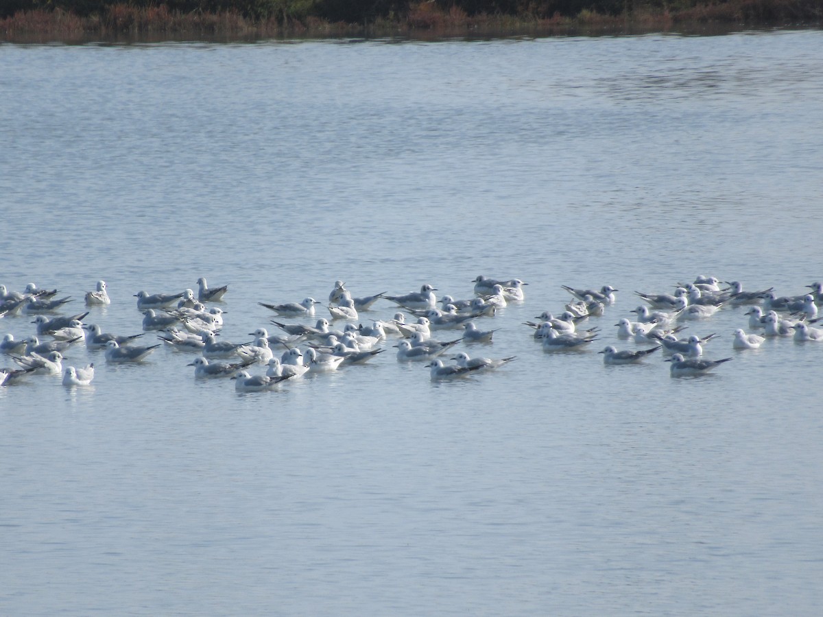 Bonaparte antxeta - ML647163030