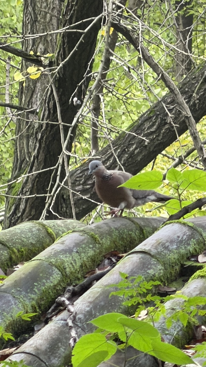 Spotted Dove - ML647163032