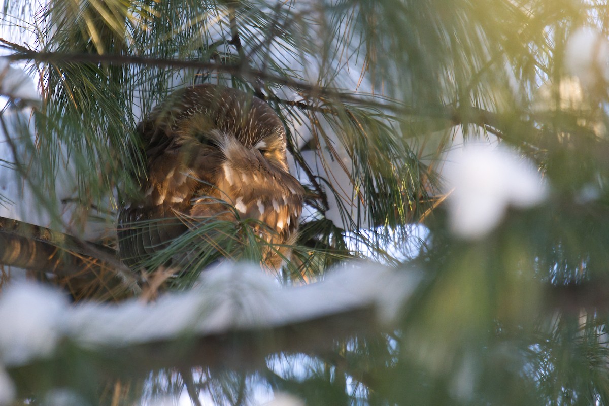 Northern Saw-whet Owl - ML647163033