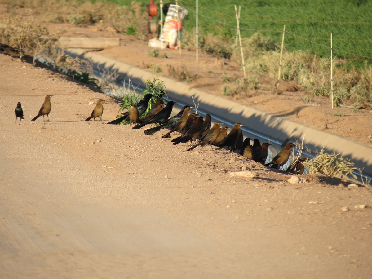 Great-tailed Grackle - ML647163035