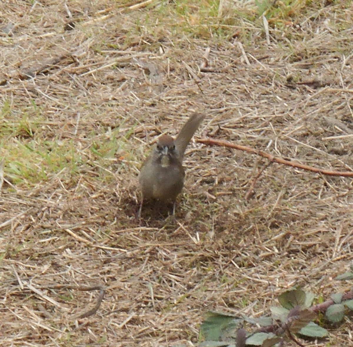 Тауї зеленохвостий - ML647163040