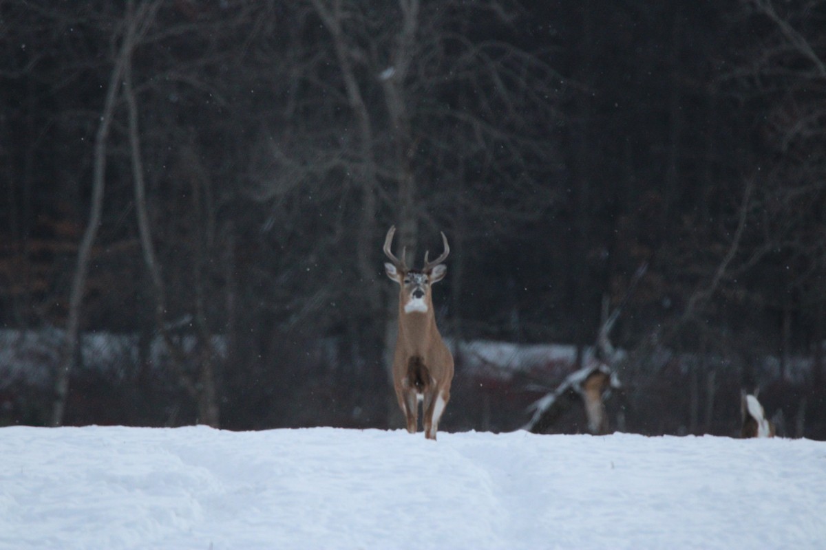 White-tailed Deer - ML647163041