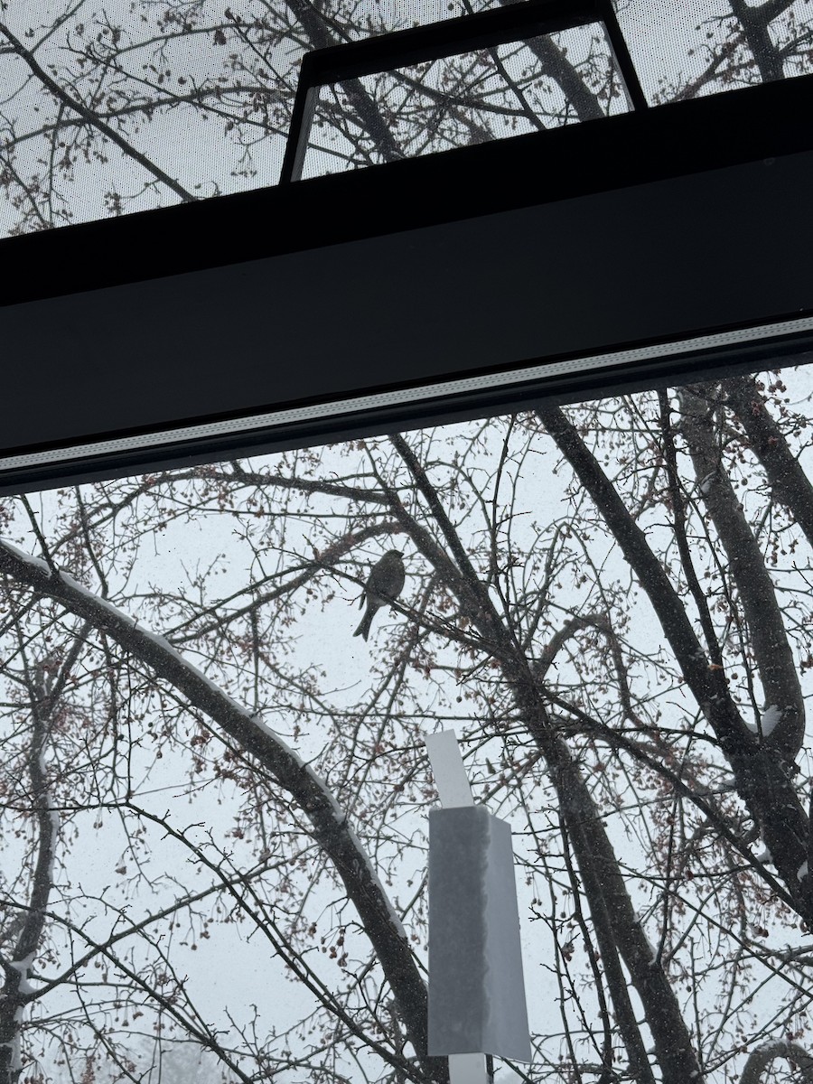 Pinu-gailupa - ML647163043