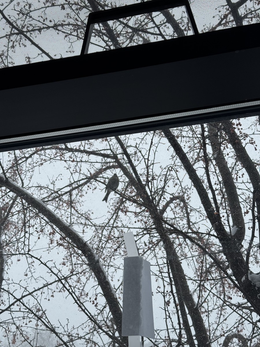 Pinu-gailupa - ML647163044