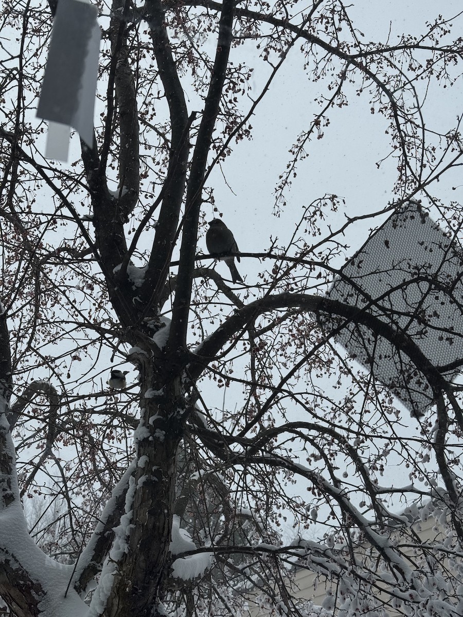 Pinu-gailupa - ML647163045