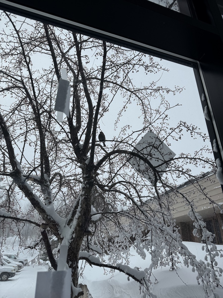 Pinu-gailupa - ML647163046