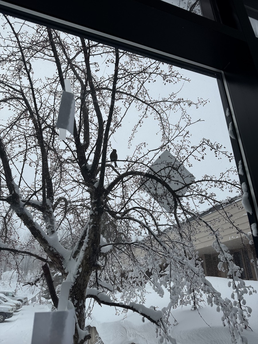 Pinu-gailupa - ML647163047