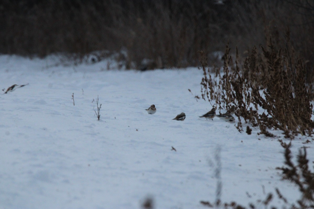 Elur-berdantza - ML647163048