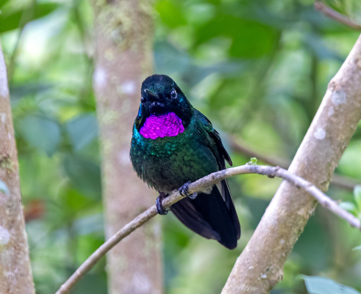 Tourmaline Sunangel - ML647163051