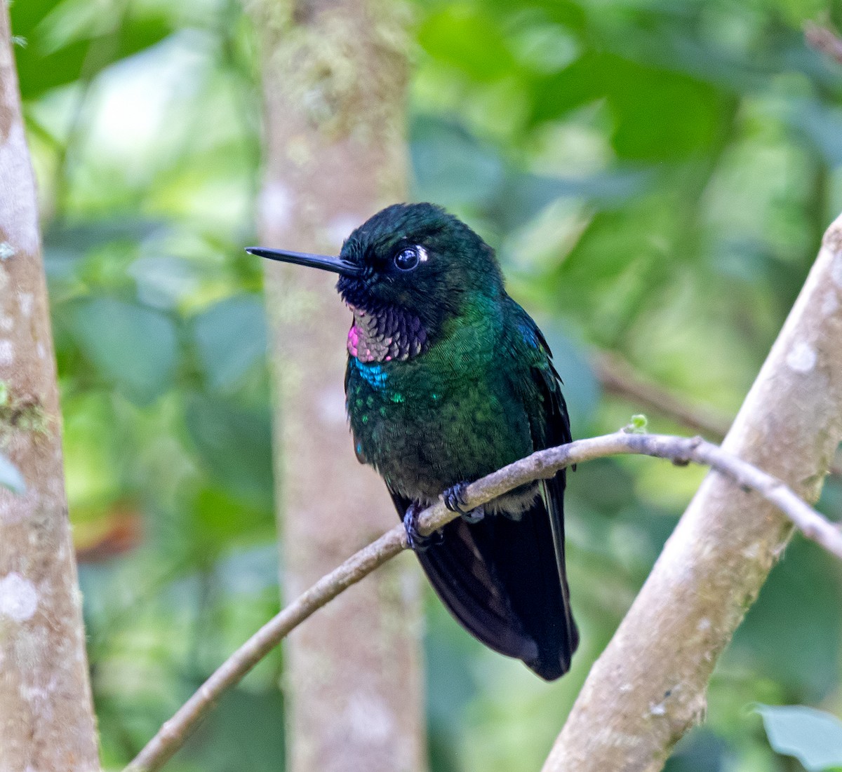 Tourmaline Sunangel - ML647163053