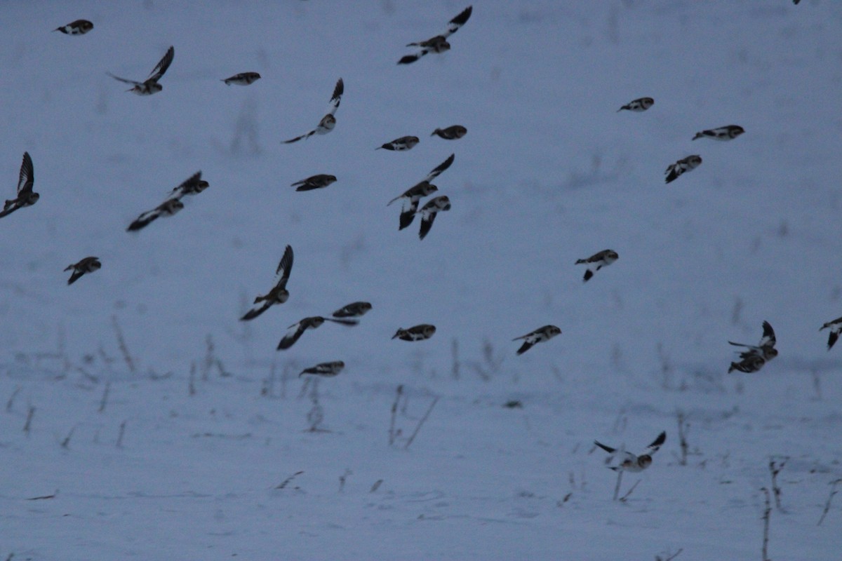 Elur-berdantza - ML647163057