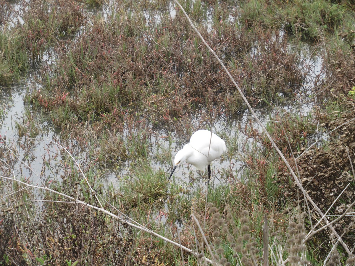 Snowy Egret - ML647163061