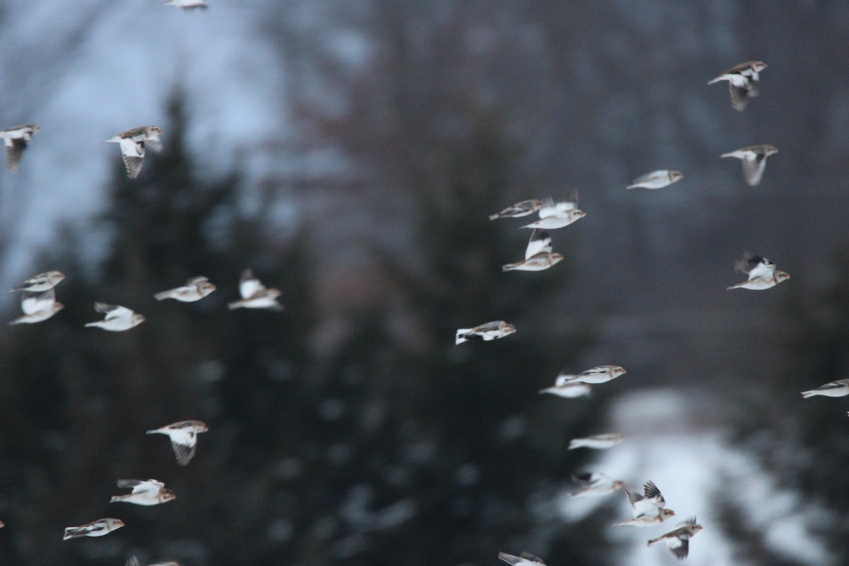 Elur-berdantza - ML647163062