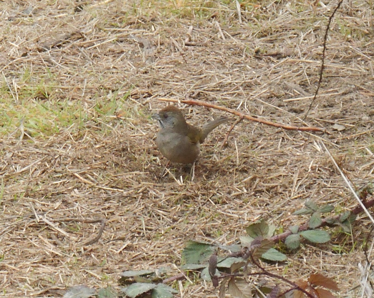 Тауї зеленохвостий - ML647163063