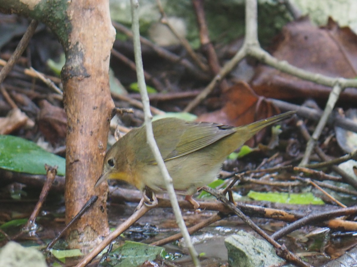 Common Yellowthroat - ML647163064