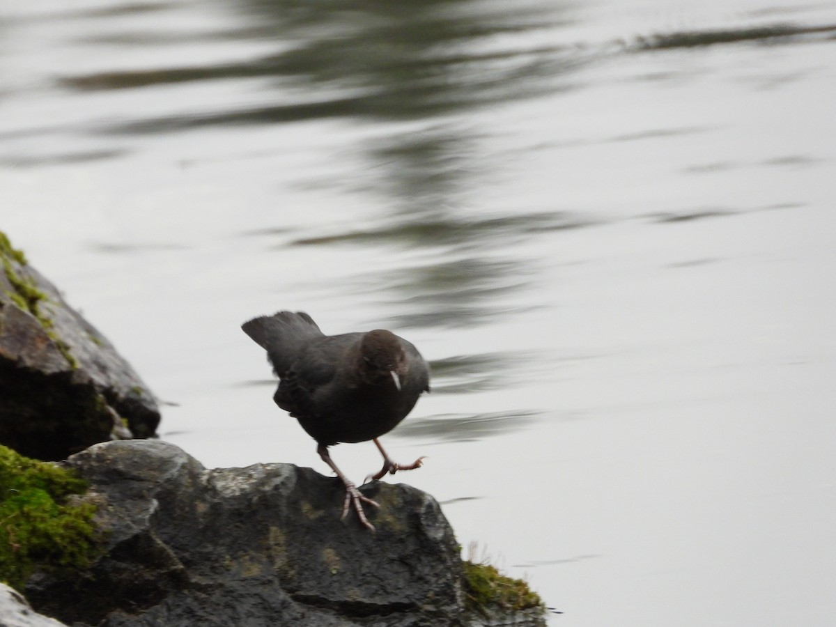 gråfossekall - ML647163066