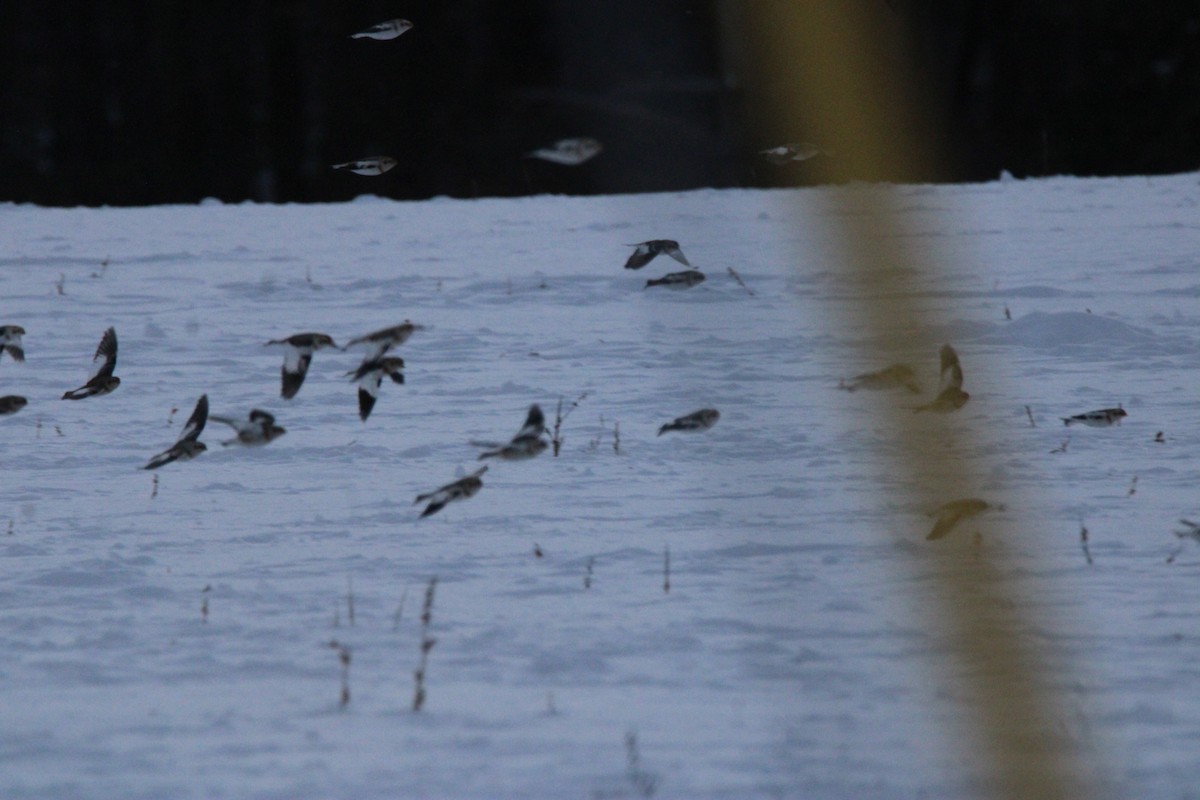 Elur-berdantza - ML647163067