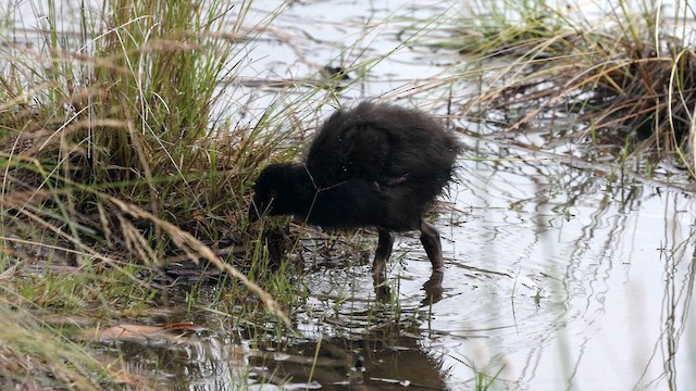 Australasian Swamphen - ML647163070