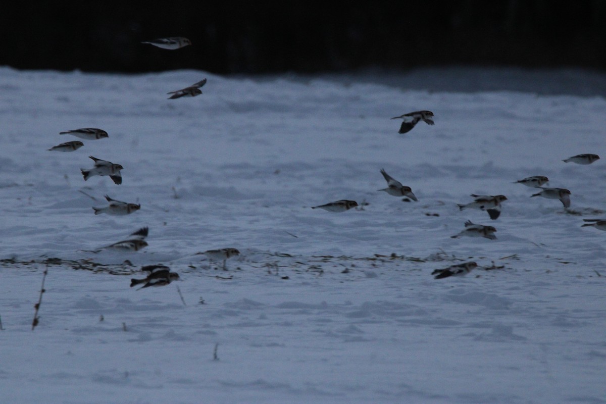 Elur-berdantza - ML647163071