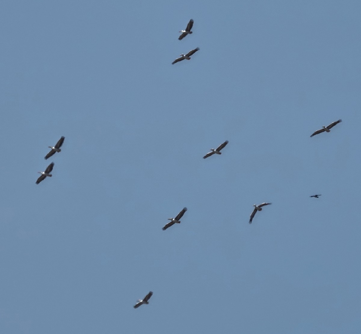 Pelikano gorrizta - ML647163073