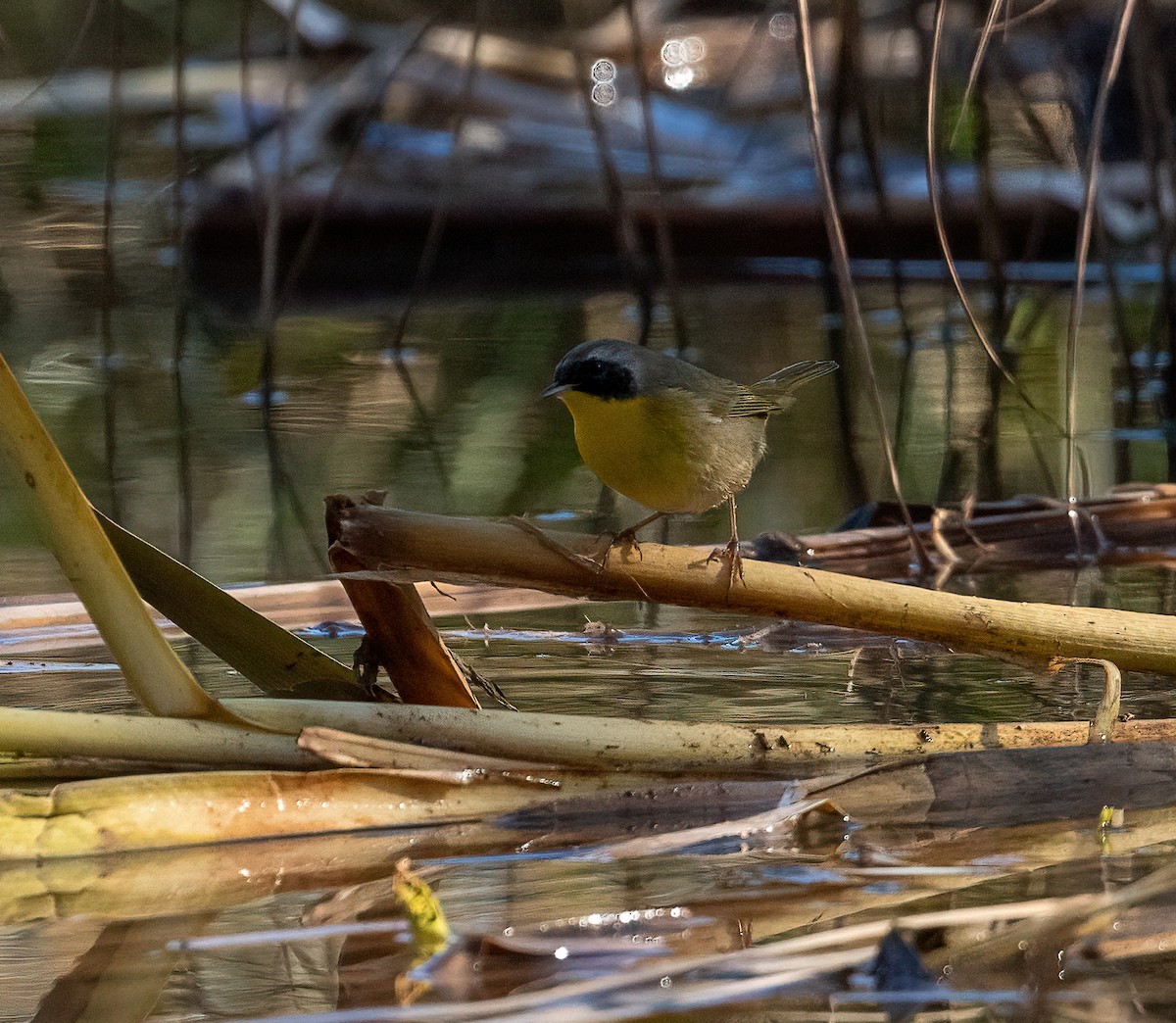 Common Yellowthroat - ML647163074