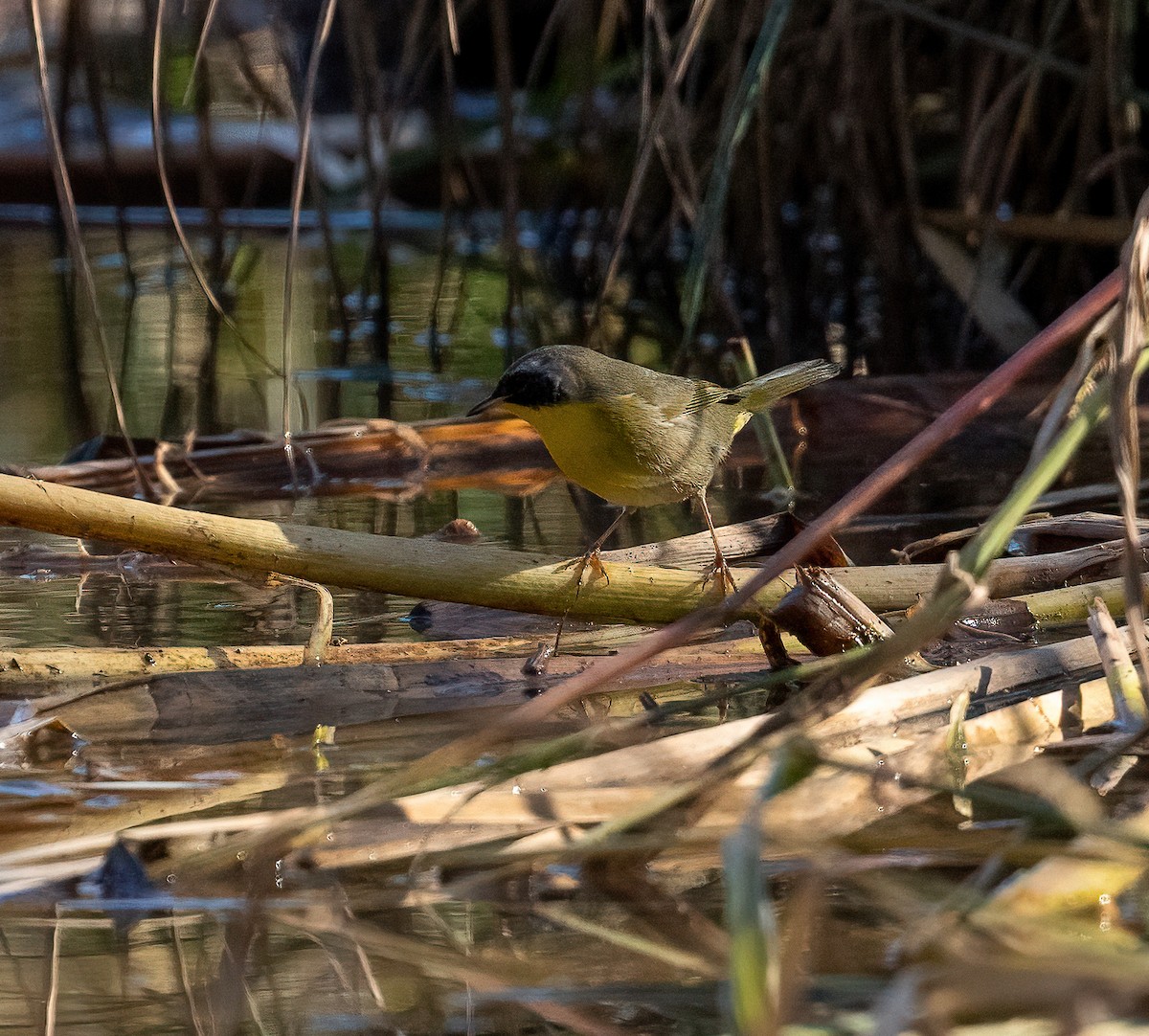 Common Yellowthroat - ML647163075