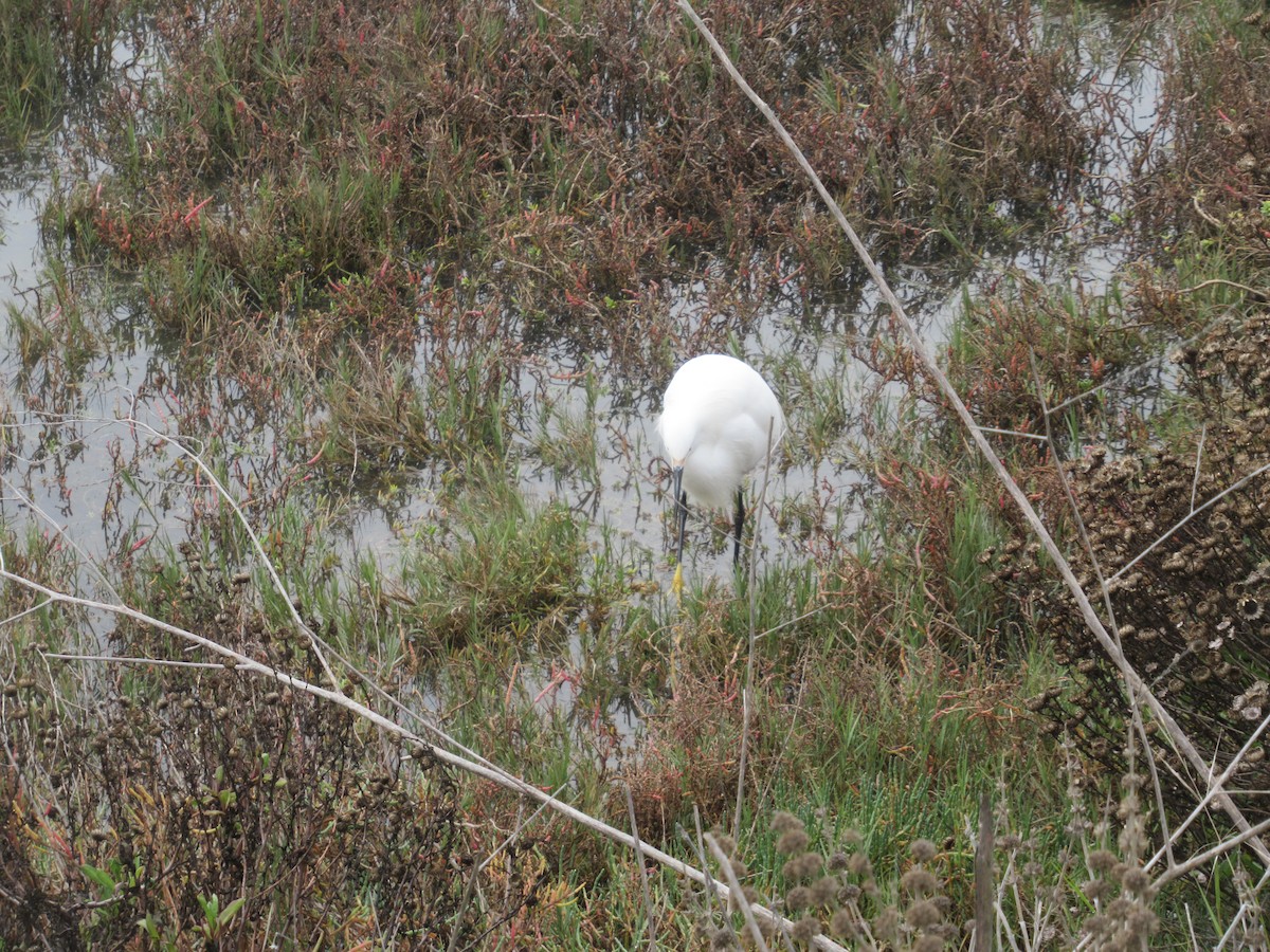 Snowy Egret - ML647163076