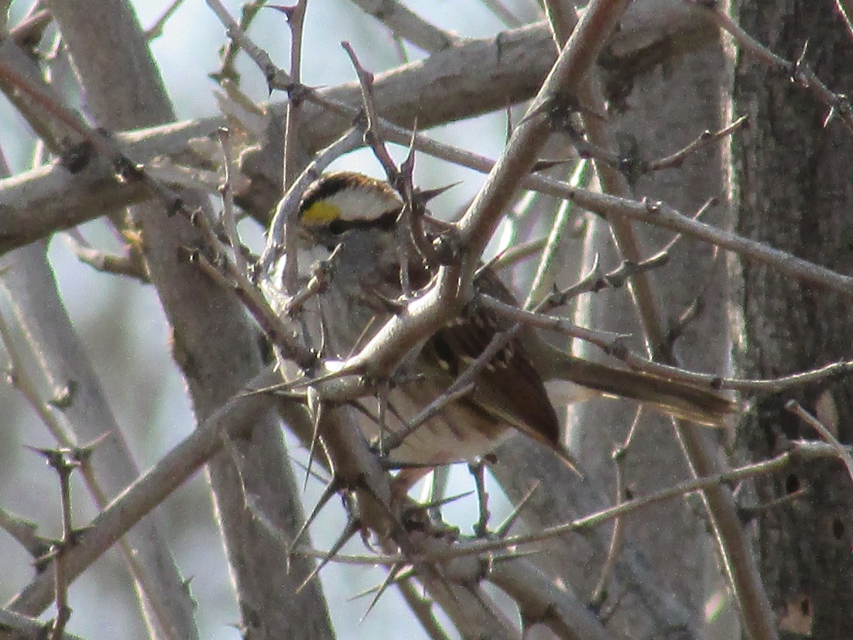 Bruant à gorge blanche - ML647163079