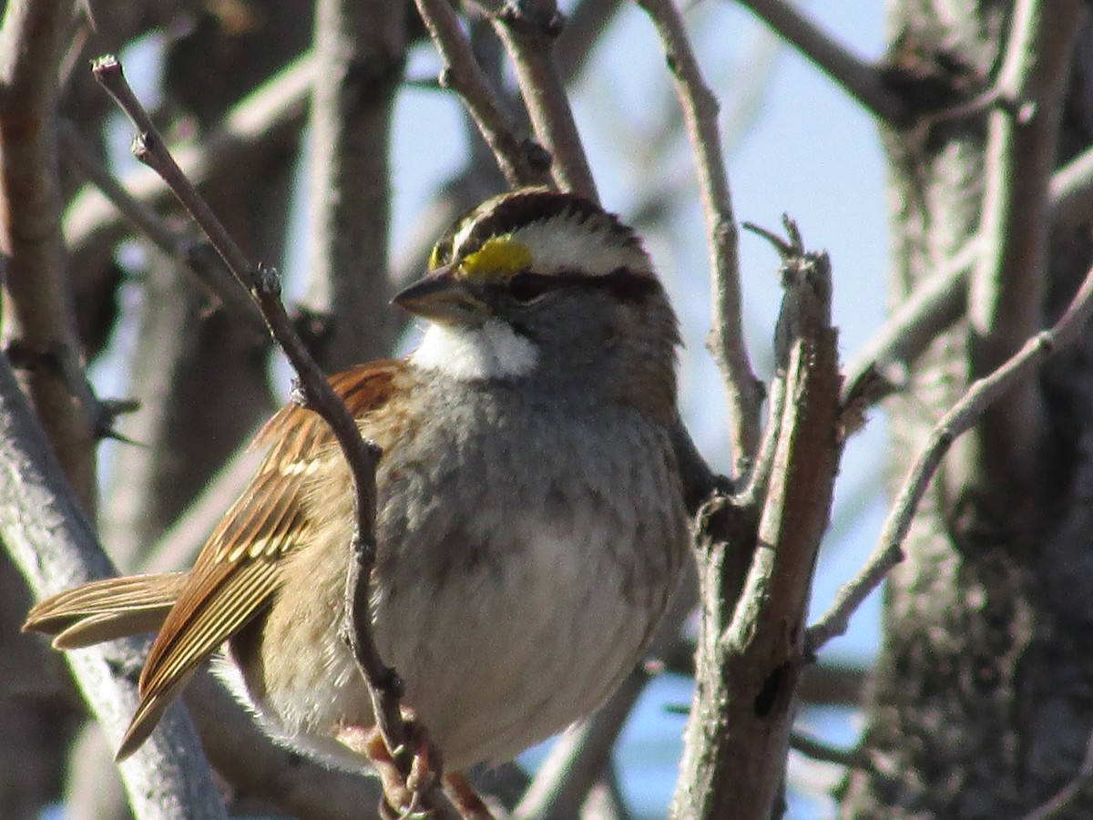 Bruant à gorge blanche - ML647163082