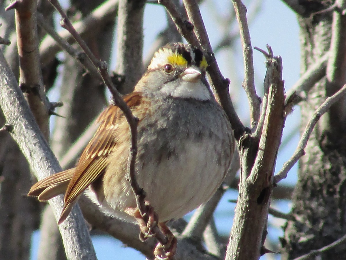Bruant à gorge blanche - ML647163083