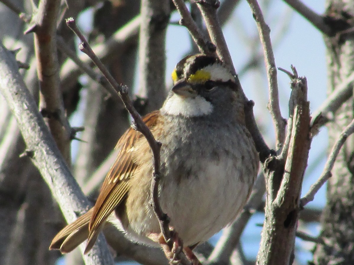 Bruant à gorge blanche - ML647163084