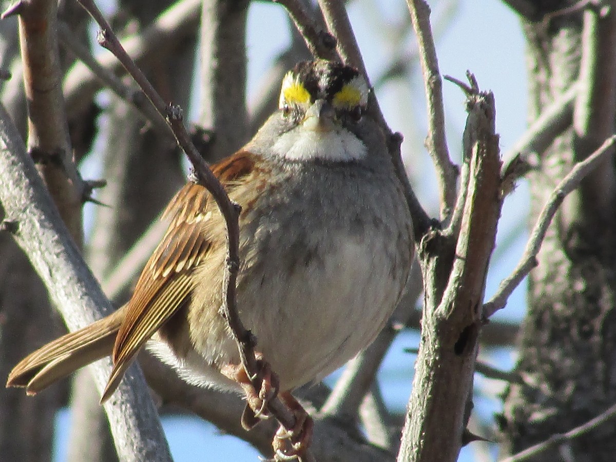 Bruant à gorge blanche - ML647163085