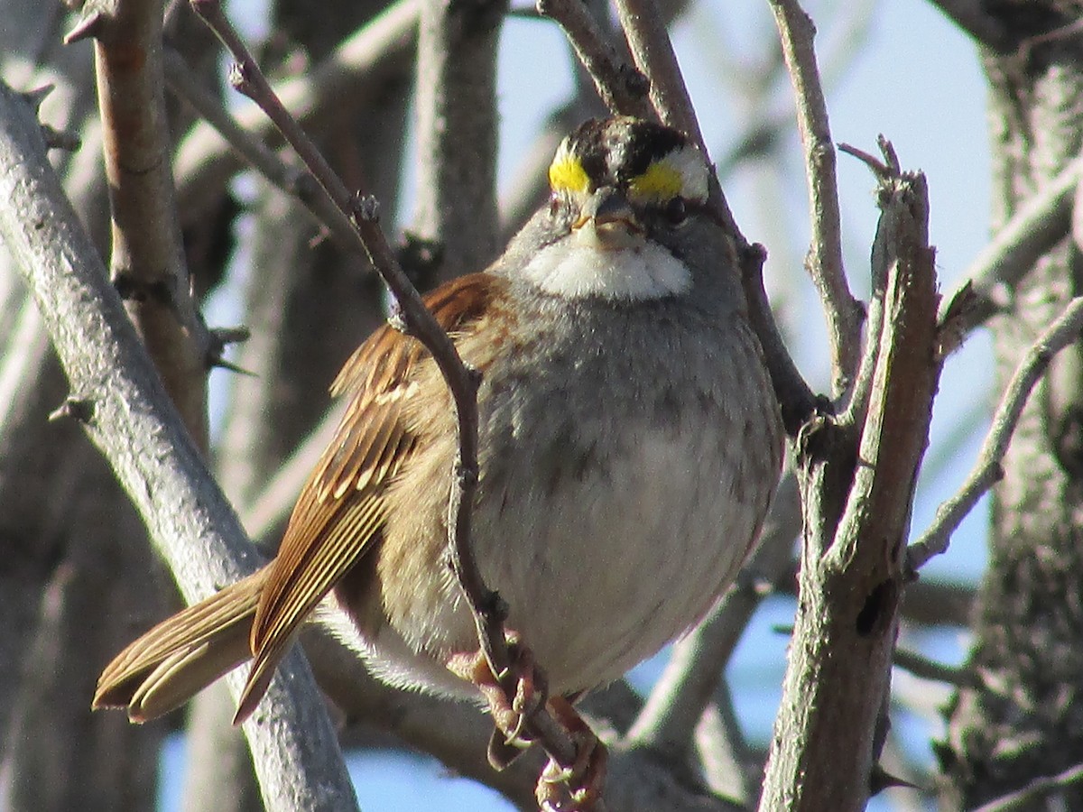 Bruant à gorge blanche - ML647163086